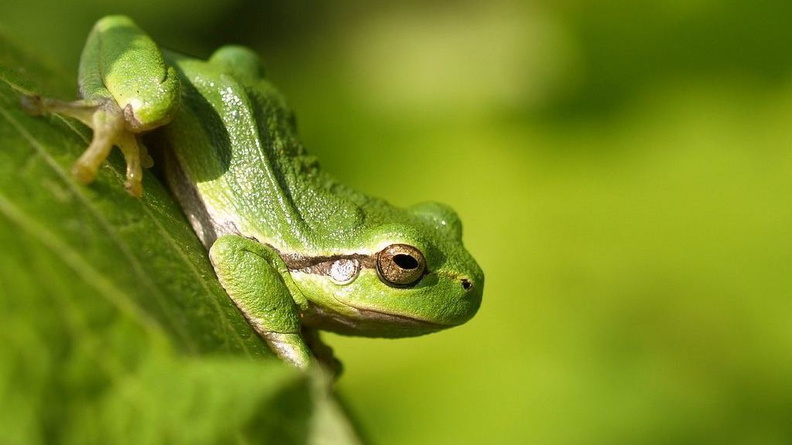 frogs-depth-of-field-1sIx