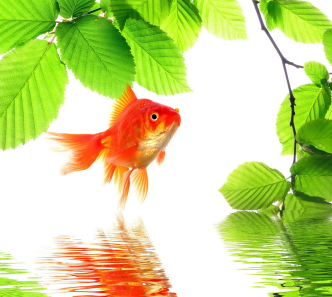 1478496-2160x1920-fish-above-water