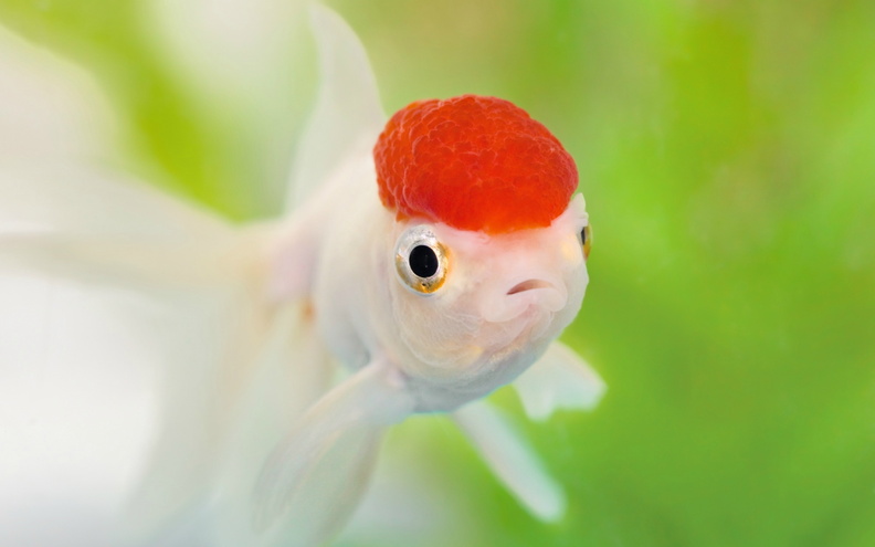 2138574-2560x1600-animale-fish-brainiac-2