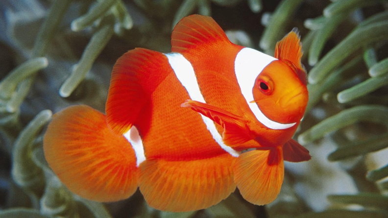2412726-1680x1050-underwater-gallery-1680x1050-0109