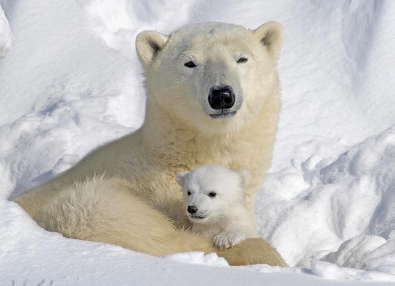 animals-polar-bears-baby-1xy1