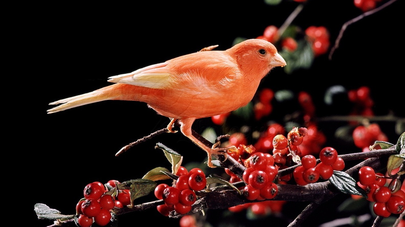 03960-Orange-canary