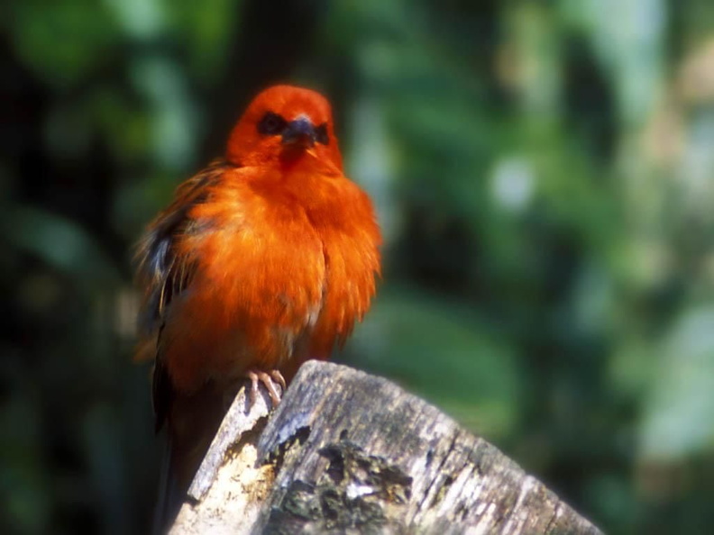 1024Bird527