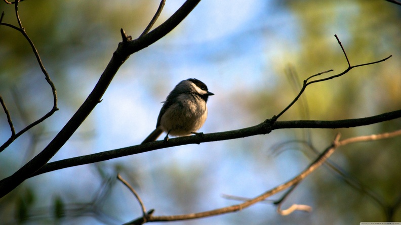 small bird-wallpaper-3840x2400