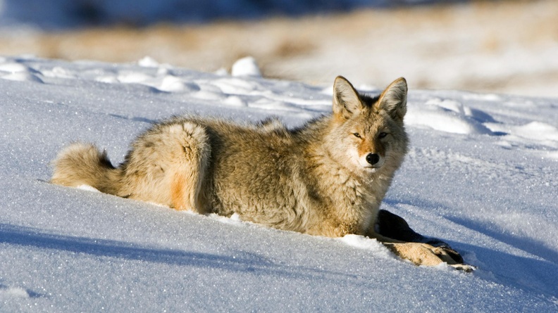 national-park-yellowstone-coyote-valleys-lamar-3VDN