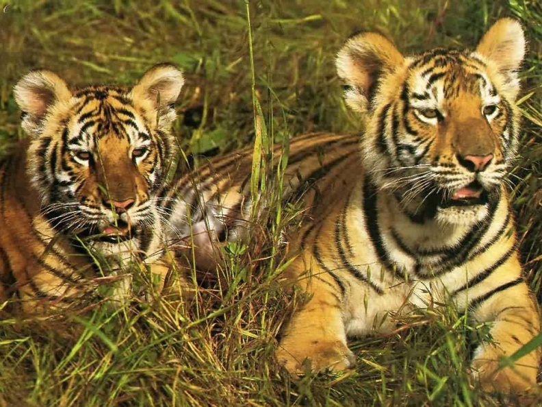 1280Tiger561