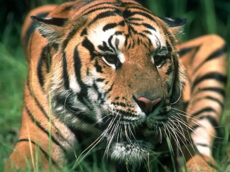 1280Tiger562