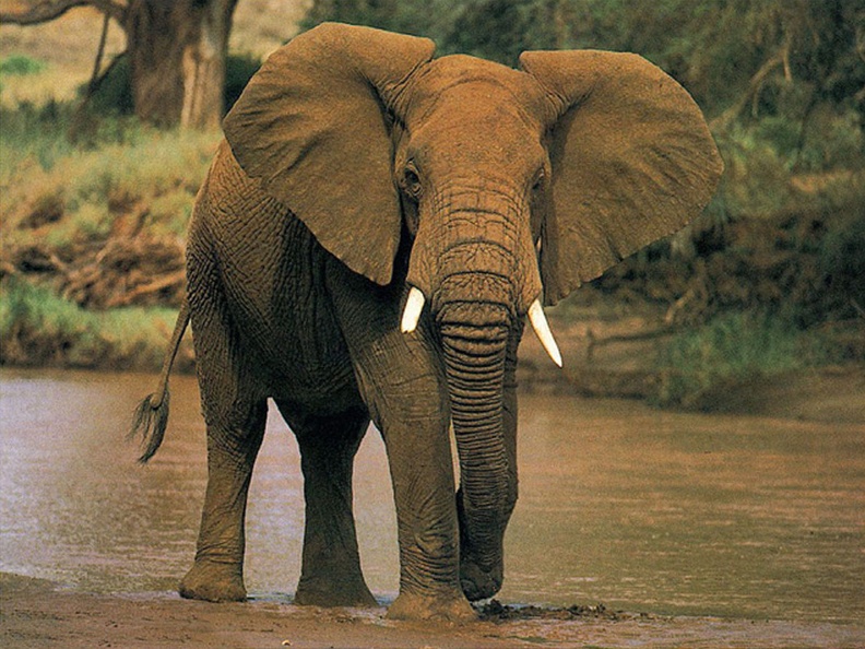 1024Elephant552