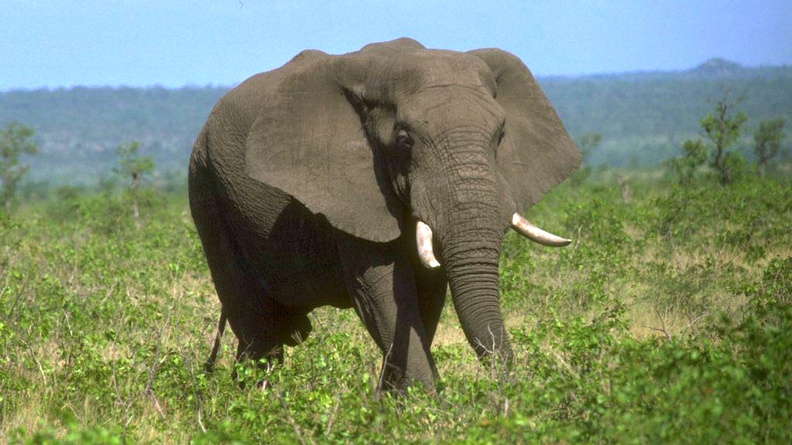 1024Elephant554