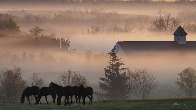 00284 foggyhorsefarm 2560x1600