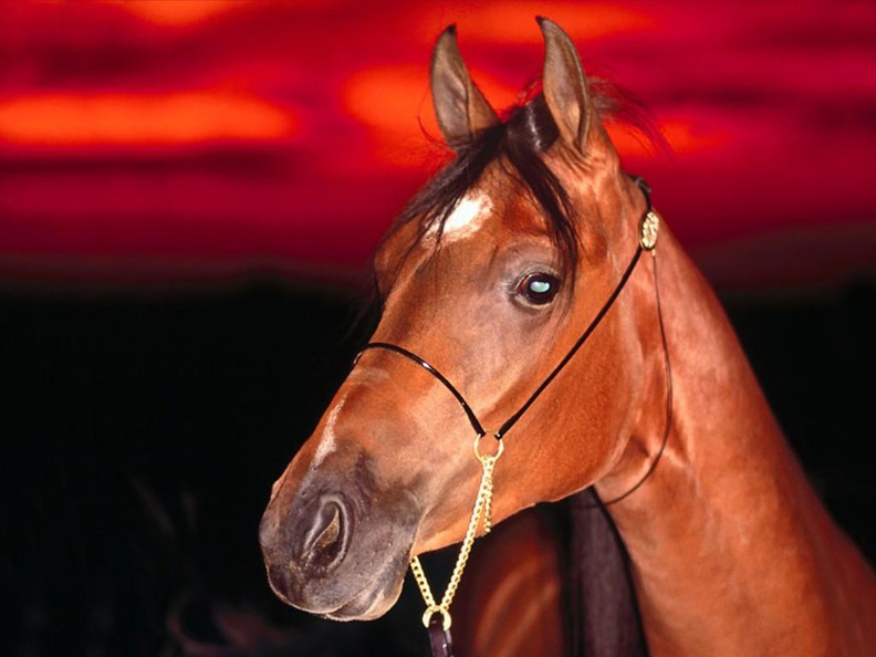 1024Horse556