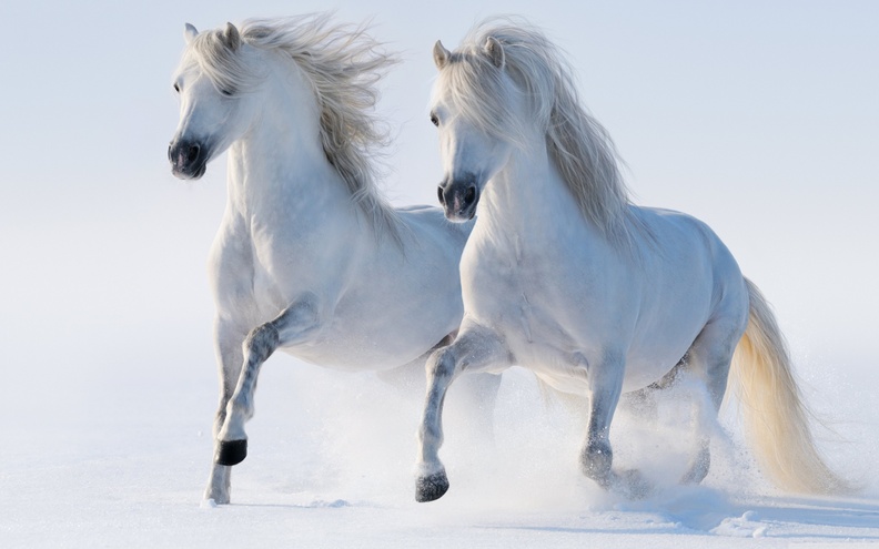 2 horses-wallpaper-3840x2400