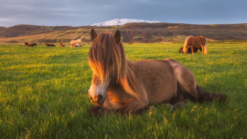 photos-of-horses-in-iceland-8