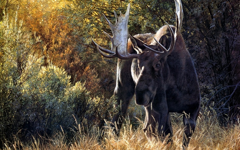 nature-animals-deer-moose-4Lqy