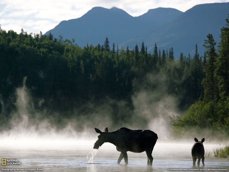 stream-moose-wilderness-forest-249y