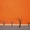 28 Abgestorbene Bäume im Dead Vlei in der Namib-Wüste, fotografiert 1997