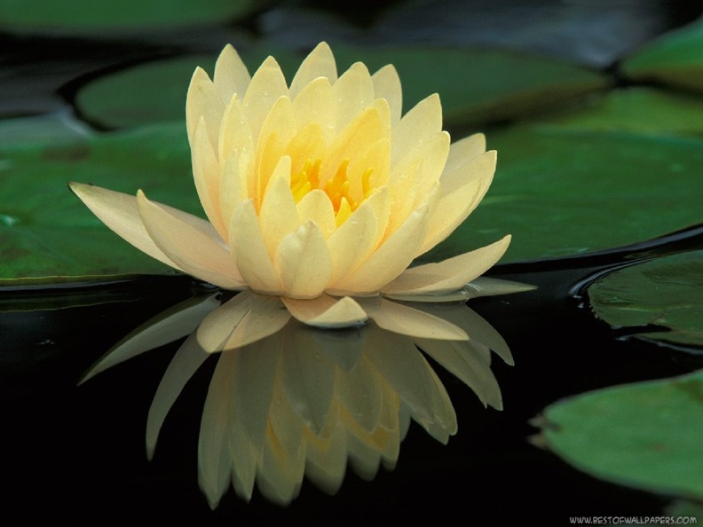 Flowers 028