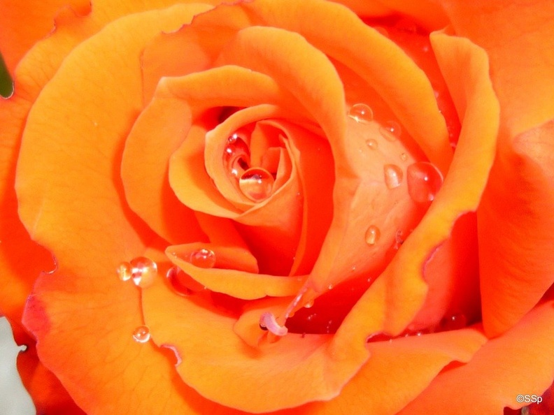 1093426-1024x768-rose 2 by lionpelt 66-d54juld