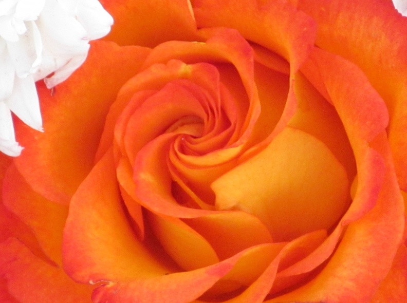 1259467-3072x2304-Orange-Swirl