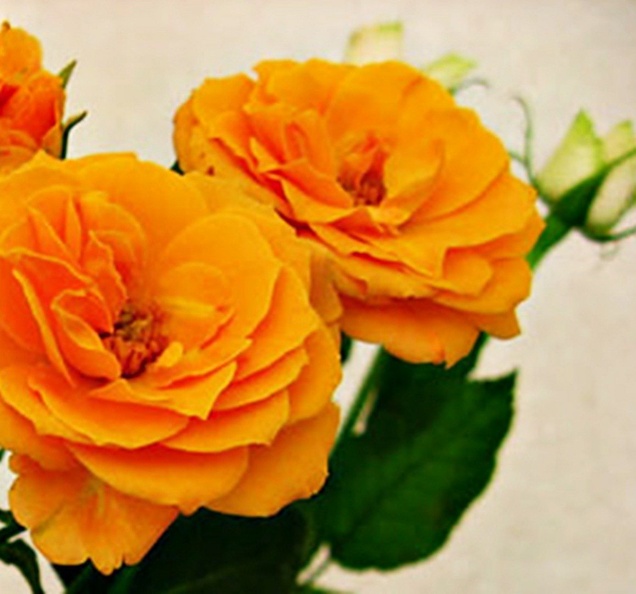 1274799-1024x944-orange