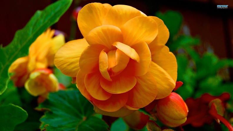 1293193-1920x1080-orange-begonia-3300-1920x10801--2-