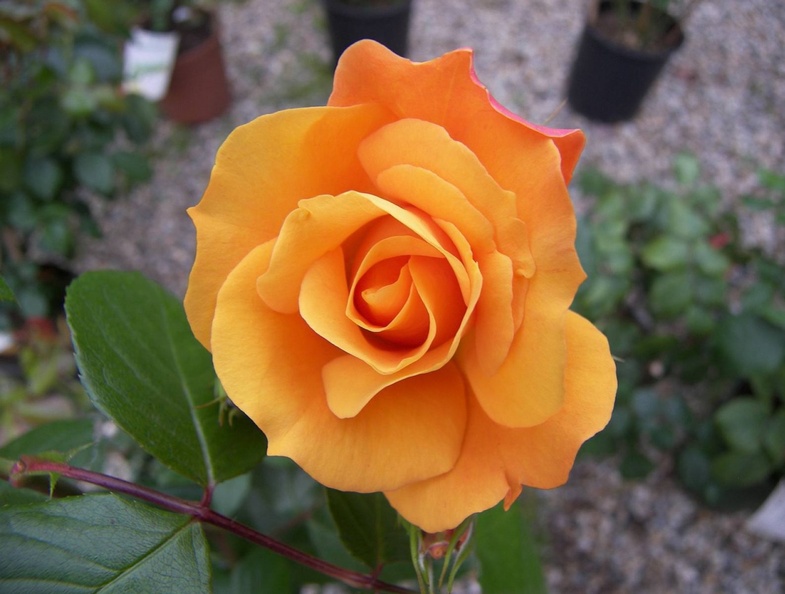 1457775-1600x1200-tea-rose-orange-flowers-zoom