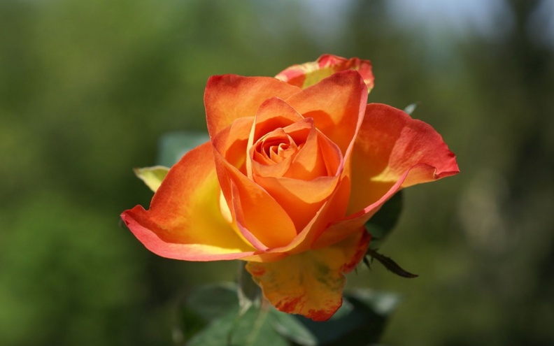 1458276-1920x1200-orange-roses-rose-flower-pictures-218