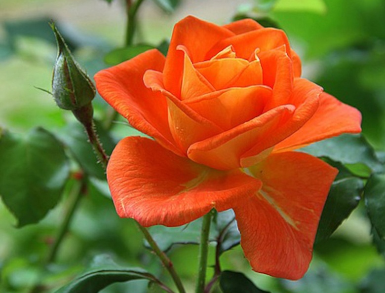 1831177-1280x974-orange-rose