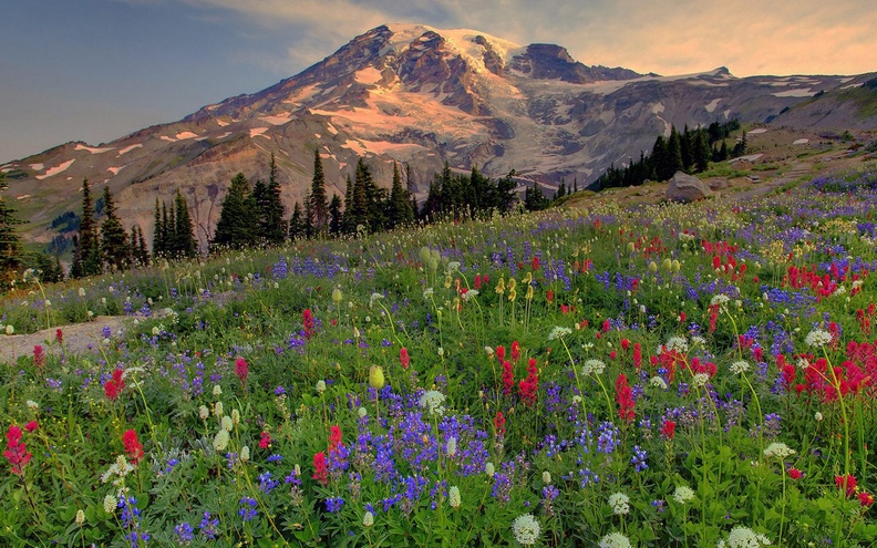 Many-coloured20meadow