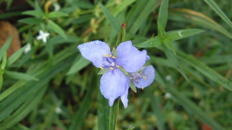 Spiderwort