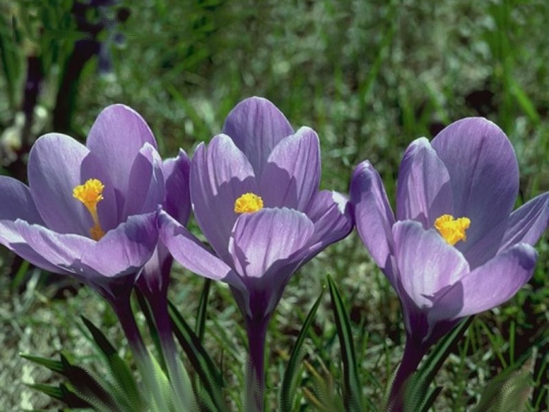 crocus